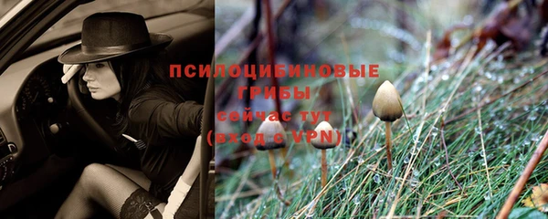 прущие грибы Аркадак